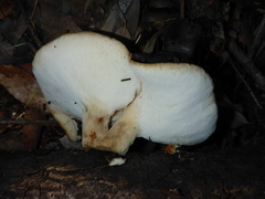 Polyporus mcmurphyi