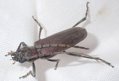 Africophanes amicus