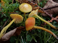 Hygrocybe constrictospora