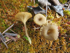 Arrhenia sphagnicola