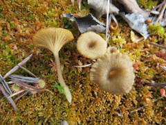 Arrhenia sphagnicola