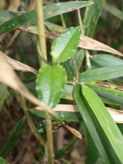 Tripterospermum taiwanense