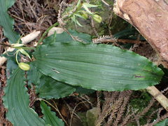 Calanthe reflexa