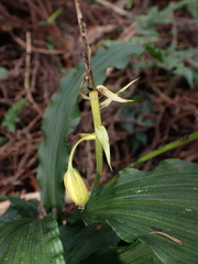 Calanthe reflexa