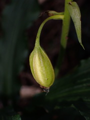 Calanthe reflexa