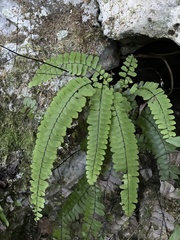 Adiantum melanoleucum