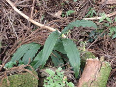 Calanthe reflexa