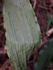 Calanthe reflexa