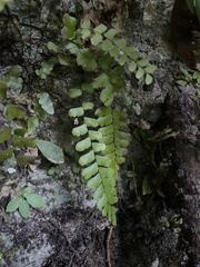 Adiantum melanoleucum