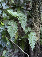 Tectaria cicutaria