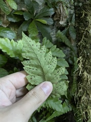 Tectaria cicutaria