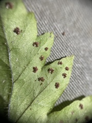 Tectaria cicutaria