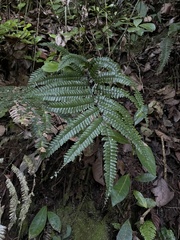 Adiantum pyramidale
