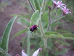 Freudeita cupripennis