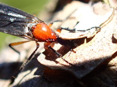 Dilophus serotinus