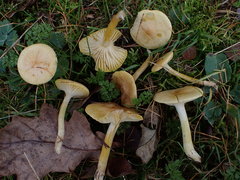Hygrophorus lucorum