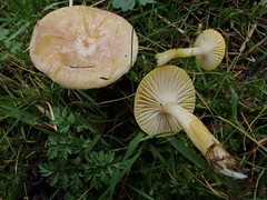 Hygrophorus lucorum