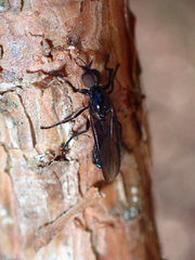 Dilophus serotinus