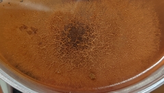 Paecilomyces