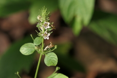 Haplanthodes tentaculatus