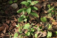 Haplanthodes tentaculatus