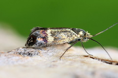 Nemophora dumerilella