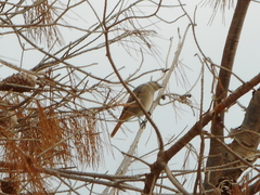 Phoenicurus ochruros