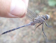 Orthetrum robustum