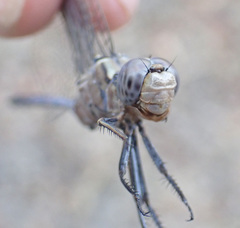 Orthetrum robustum