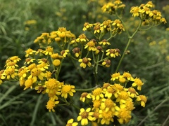 Senecio rigidus