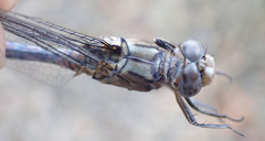 Orthetrum robustum