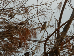 Phoenicurus ochruros