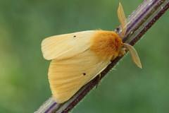 Lemonia taraxaci