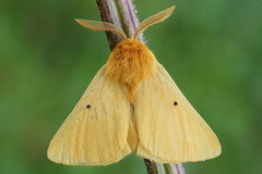 Lemonia taraxaci