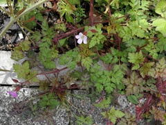 Geranium robertianum
