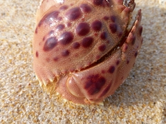Calappa granulata