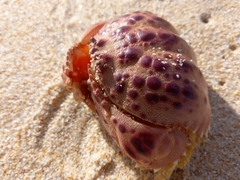 Calappa granulata