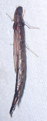 Atractocerus brevicornis