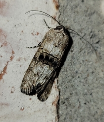 Sympistis occata