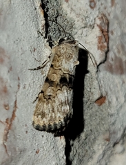 Sympistis occata