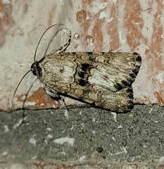 Sympistis occata
