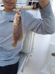 Rypticus maculatus