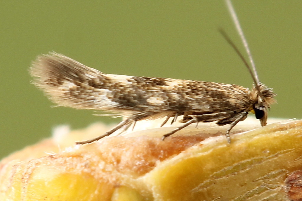 Highland Bent-wing