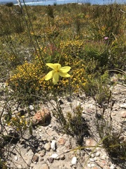Bobartia filiformis