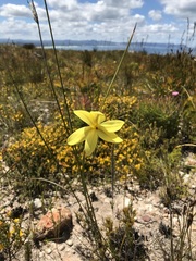 Bobartia filiformis