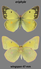 Colias philodice eriphyle