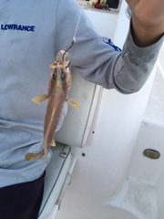 Rypticus maculatus