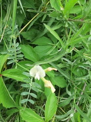 Vicia grandiflora