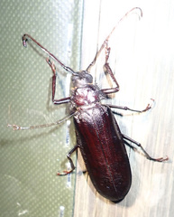 Macrotoma