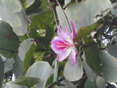 Bauhinia variegata